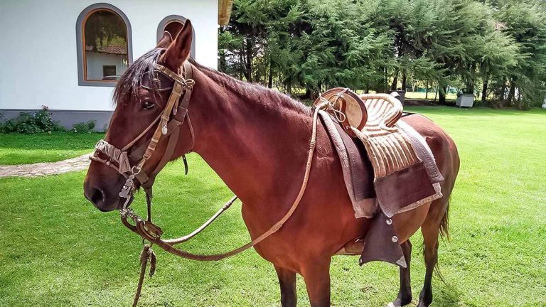 CABALLOS